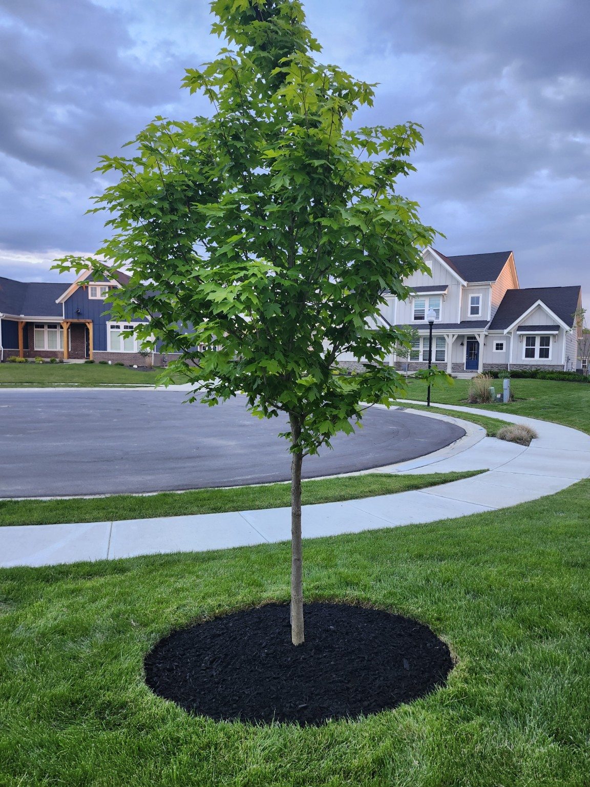 Finished mulch ring at the base of a lawn tree.