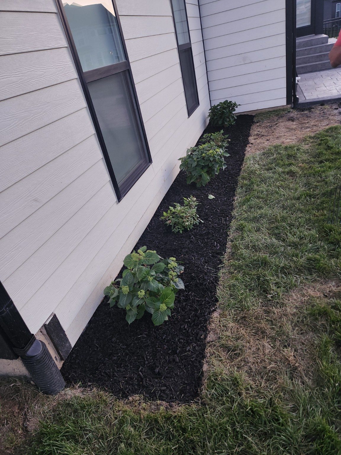 Flower bed with fresh mulch and shrubs.