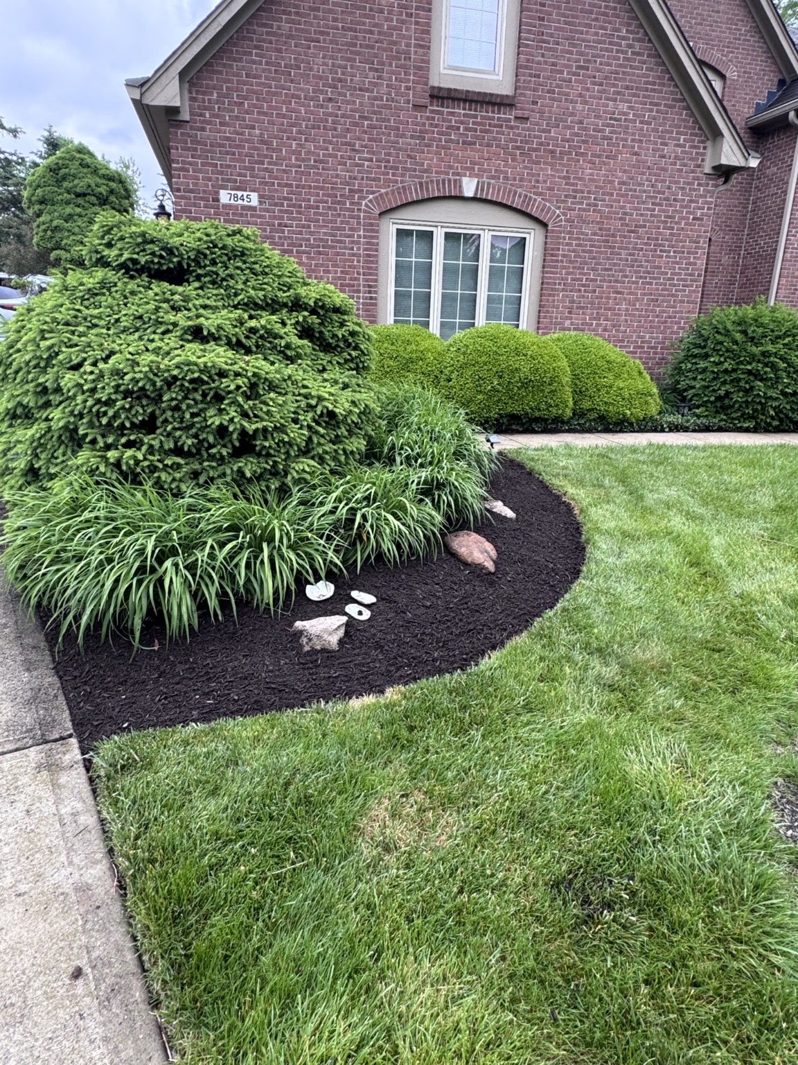Fresh dark mulch around established evergreens.